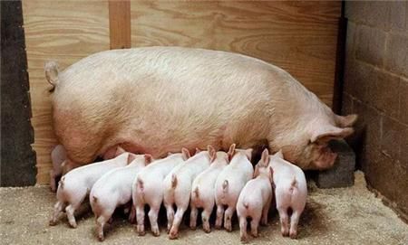 如何判定母猪难产以及解决方法你知道吗