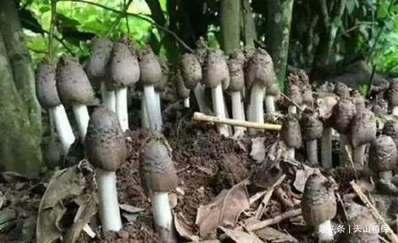 最新脱口秀冠军段子视频,最新脱口秀冠军段子视频大全