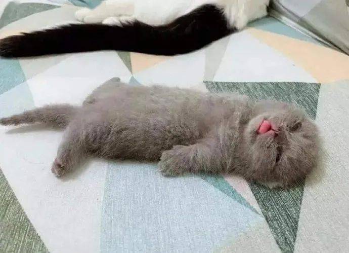 小奶猫睡觉吐着舌头太可爱了