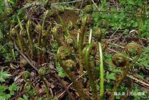 农村一种长得像猴腿的野菜营养很丰富若能遇见记得要采回家