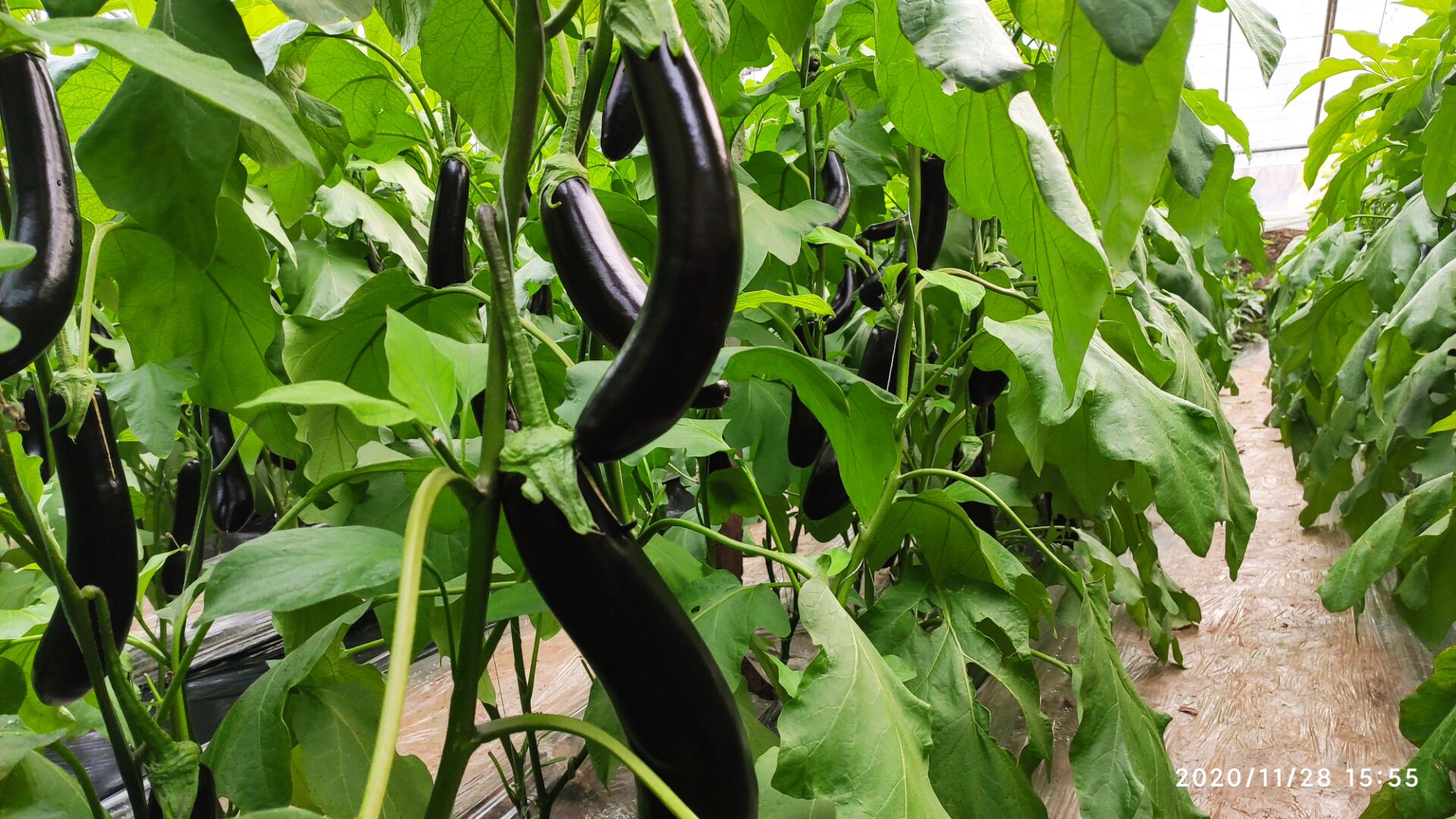 茄子结果期需要哪些,膨果才好?|茄子|微量元素|追肥_新浪新闻