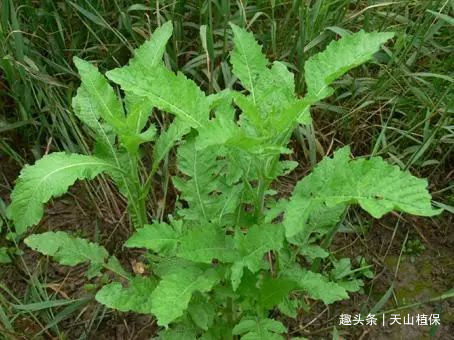 农村一种植物,长得酷似油菜,价值珍贵,若你家乡遇见,好好珍惜