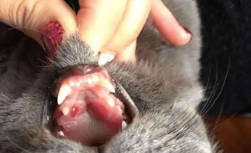 猫免疫性口炎|猫咪|口炎|免疫性_新浪新闻