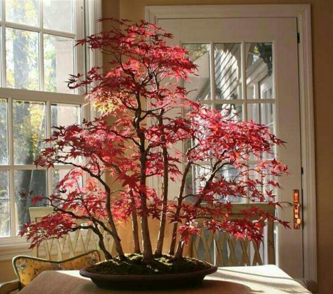 枫树盆景文案沙雕,枫树盆景文案沙雕句子