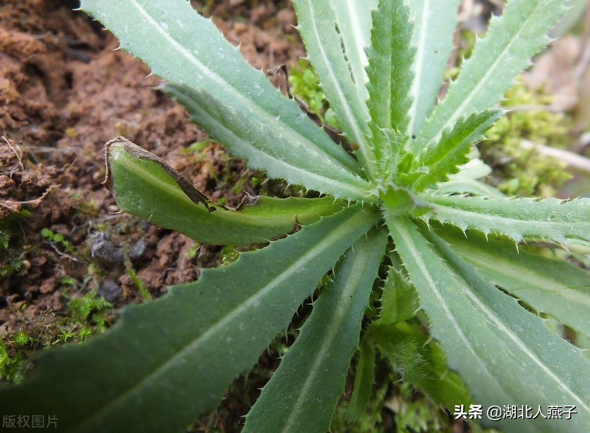 贵州獐牙菜-神农架植物-图片