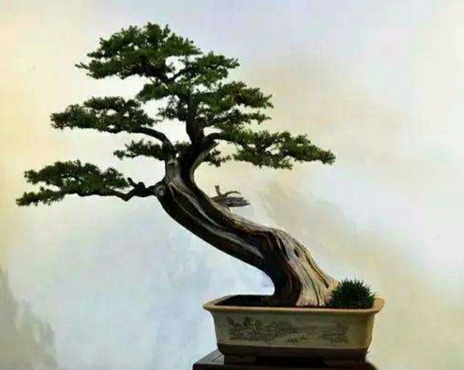 家居看点></p></a>正文> 斜干式树木盆景的特点斜干式盆景主要以树木主干向