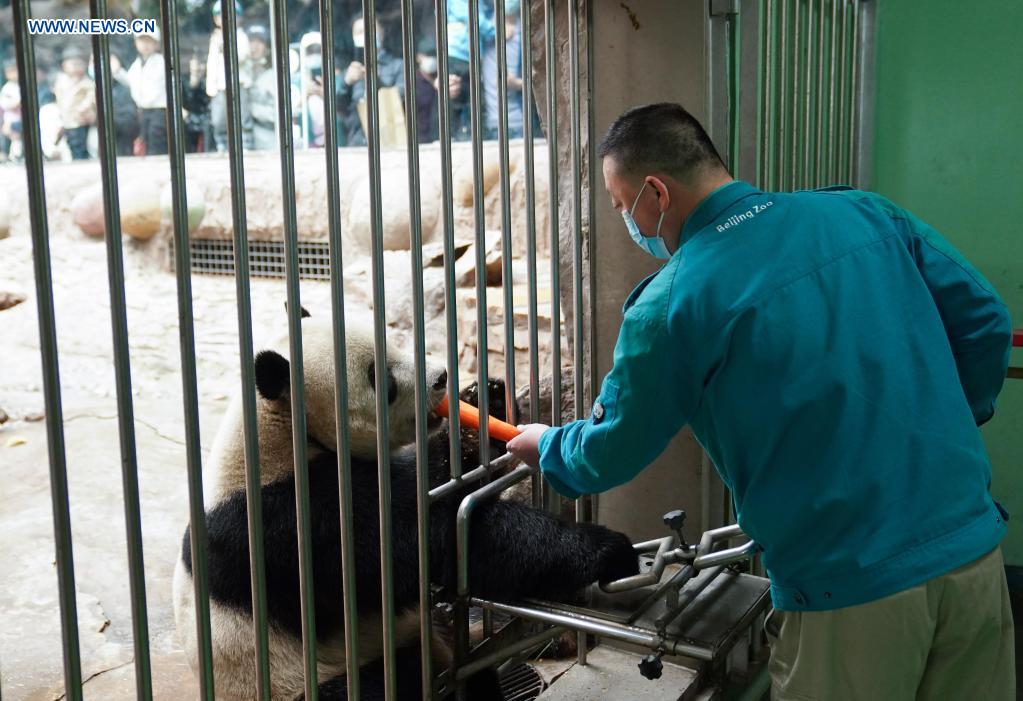 Ma Tao feeds giant panda Meng Er at the giant panda pavilion of Beijing Zoo in Beijing, capital of China, April 21, 2021. Ma Tao, 51 years old, breeder of the giant panda pavilion of Beijing Zoo, has been a feeder of giant pandas for 32 years. Every day, before working, Ma observes the condition of giant pandas and adjusts food recipe for them. Over the past years, Ma has fed about 20 giant pandas, with whom he also developed deep emotions. Nowadays he can quickly judge the health condition of the animal with methods he explored and concluded. He also teaches young colleagues to have patience and be earnest during work. Feeding giant pandas, the treasure animal of the country, makes him feel proud. (Xinhua/Ju Huanzong)