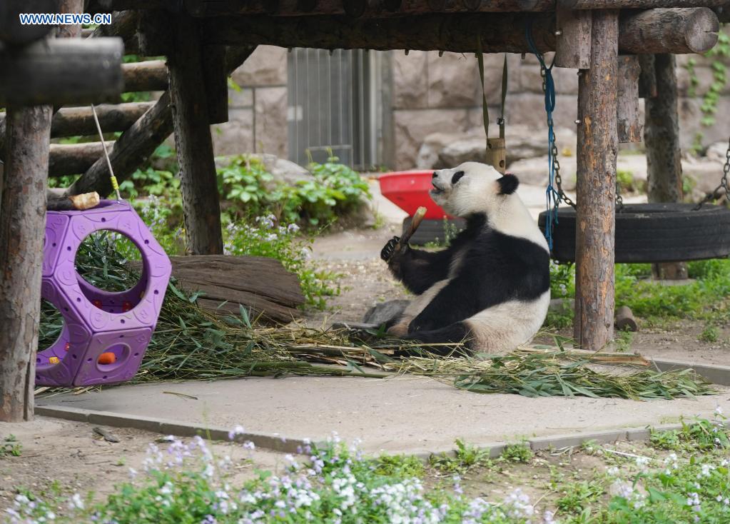 Giant panda Meng Meng eats at the giant panda pavilion of Beijing Zoo in Beijing, capital of China, April 21, 2021. Ma Tao, 51 years old, breeder of the giant panda pavilion of Beijing Zoo, has been a feeder of giant pandas for 32 years. Every day, before working, Ma observes the condition of giant pandas and adjusts food recipe for them. Over the past years, Ma has fed about 20 giant pandas, with whom he also developed deep emotions. Nowadays he can quickly judge the health condition of the animal with methods he explored and concluded. He also teaches young colleagues to have patience and be earnest during work. Feeding giant pandas, the treasure animal of the country, makes him feel proud. (Xinhua/Ju Huanzong)
