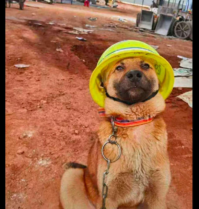 一只在工地上的狗狗人们给它戴上了安全帽这不就是监工吗
