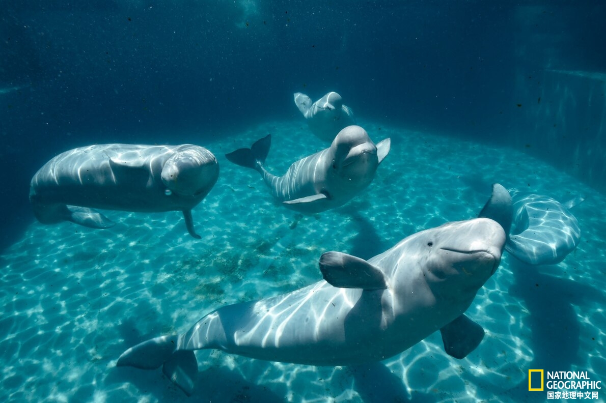 动物王国七大“歌唱家”都有哪些?...