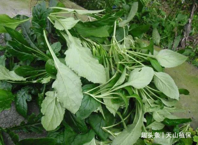 牛也不喜欢吃,因此这种野菜就被农民叫做是苦叶菜