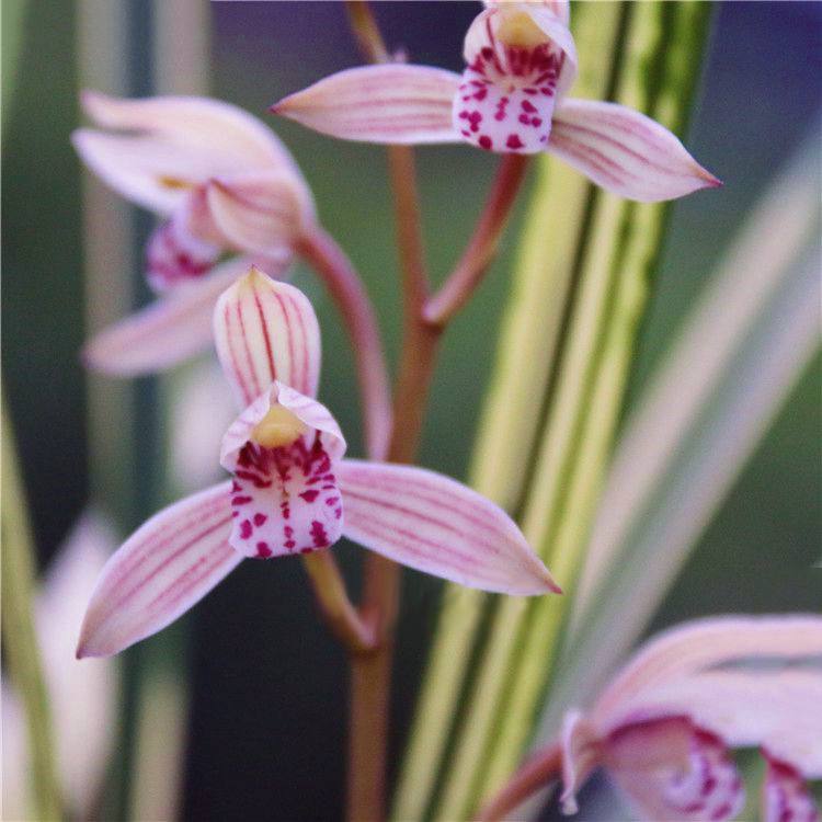 八宝|兰花|花色_新浪新闻