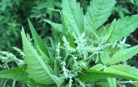 布惊树大家认识吗没想到它的作用那么好可惜好多人还不知道