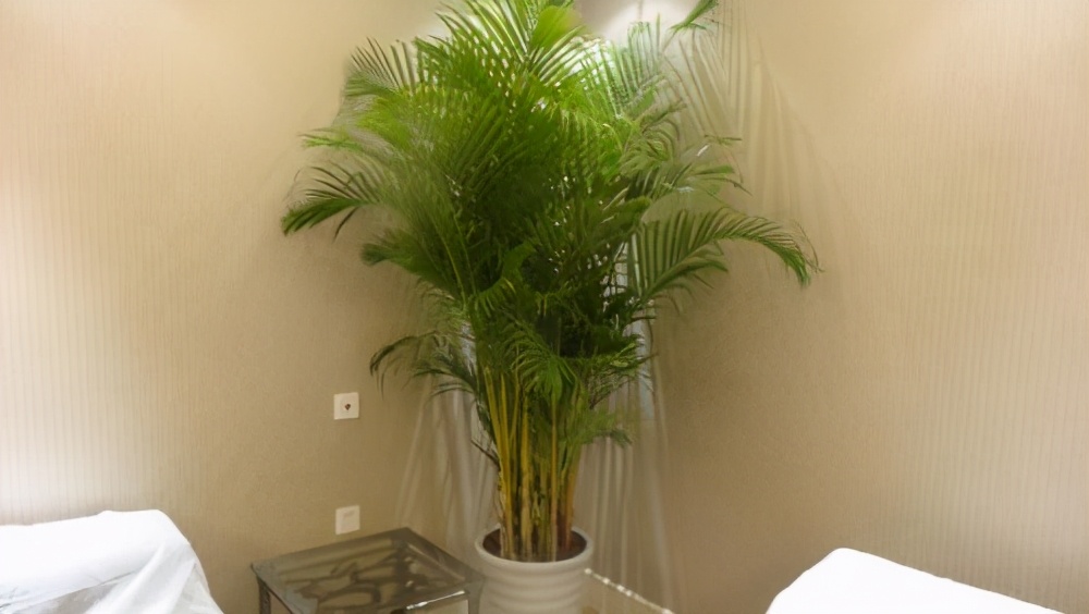 正文  一款大型的散尾葵盆栽,摆放在客厅,可谓是格外的气派,散尾葵的