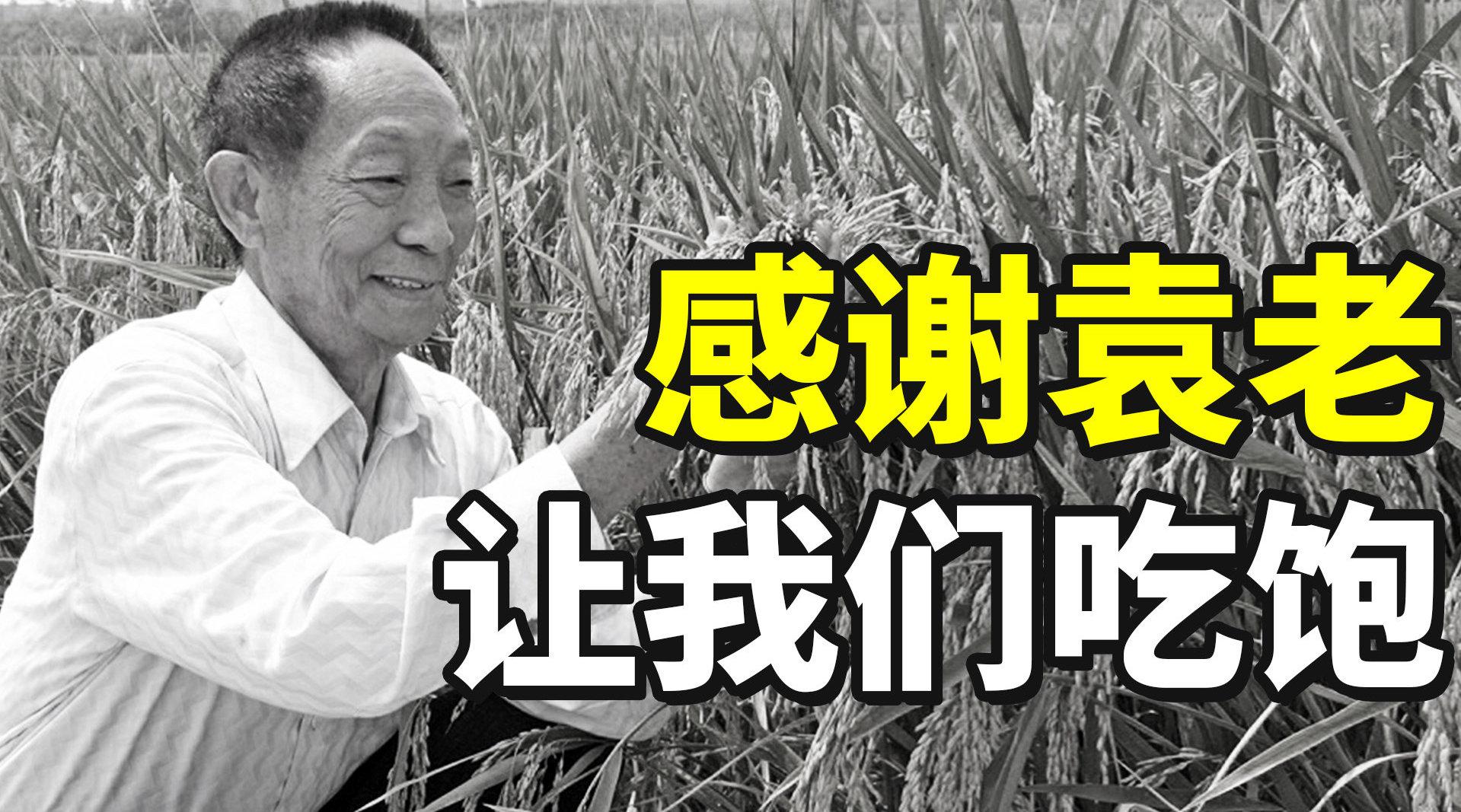 纪念袁隆平：稻田挥汗数十年，只为百姓一碗饭