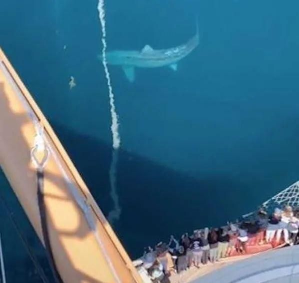 大西洋拍摄到一条巨型鲨鱼跟着汽船,体长十几米,疑似是一条姥鲨（鲨鱼围着渔船绕圈）