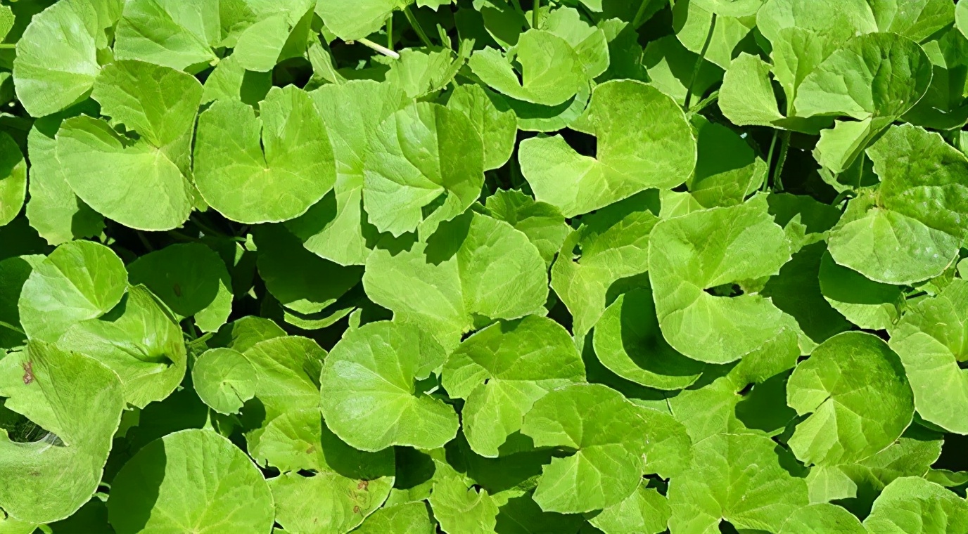 微酸积雪草小气泡面膜效果如何 泡泡面膜是不是骗局