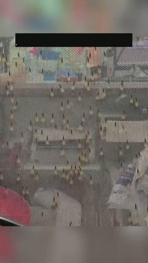 杭州雨后飞蚁成群飞舞,看得让人头皮发麻