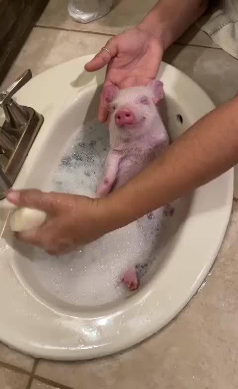 猪猪洗澡澡