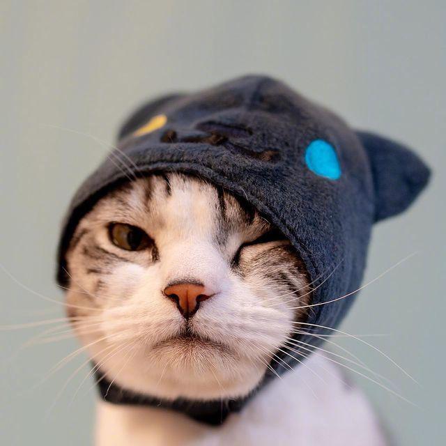 帅气猫猫头.妈呀,这也太帅气了叭