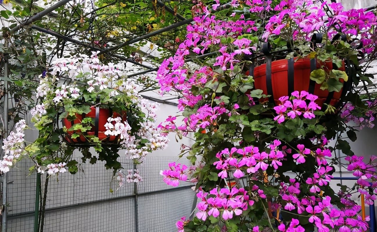 垂吊盆栽选这种，四季开花不停，花色美丽，种植容易，阳台变花园__凤凰网