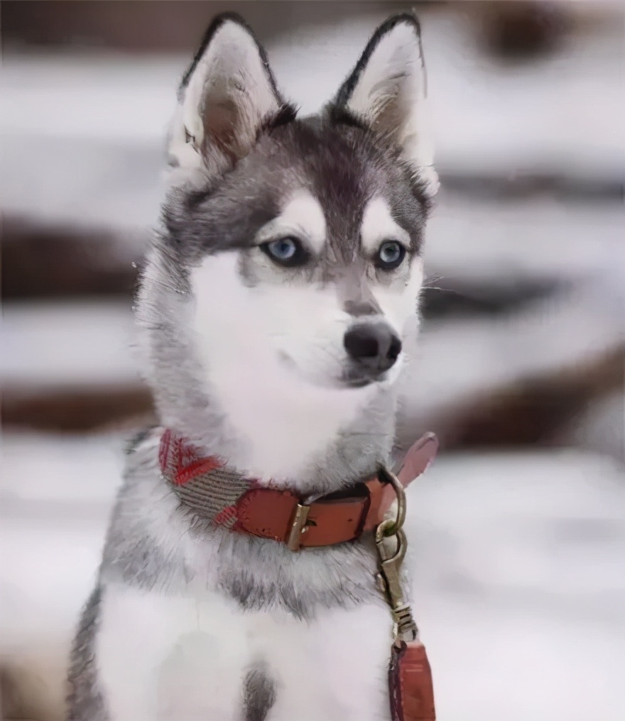 哈士奇强制了柴犬!这智慧的眼神,把二哈的基因体现的淋漓尽致