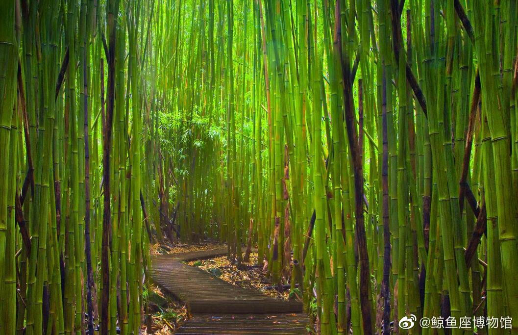 茂林修竹今天来说说最喜欢的竹子的诗句吧