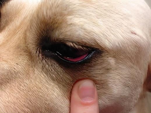 狗狗的眼部异样不能忽略,处理不当分分钟致盲