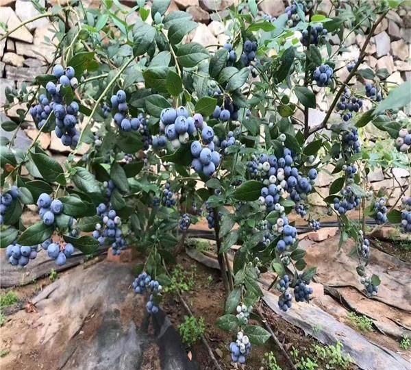 云南f6蓝莓苗 2年生的追雪蓝莓苗(都是南高丛品种)