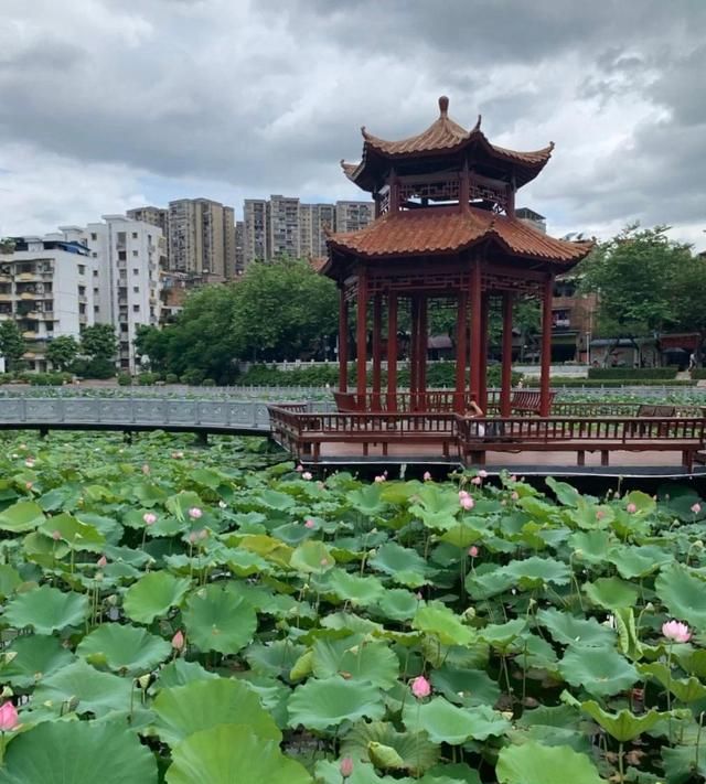 夏天的潘塘公园