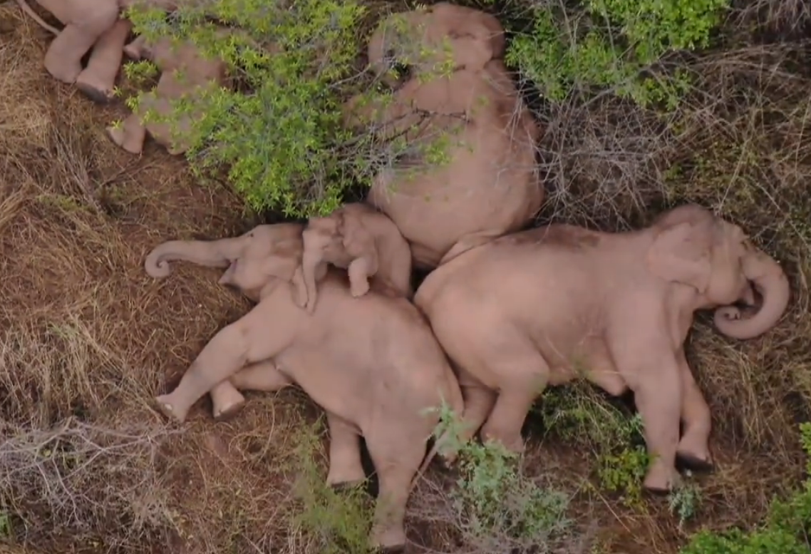 有点可爱!云南野象群暂停迁徙,小象挤在大象中间睡觉