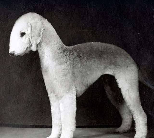 寻根问祖系列60贝灵顿梗bedlingtonterrier