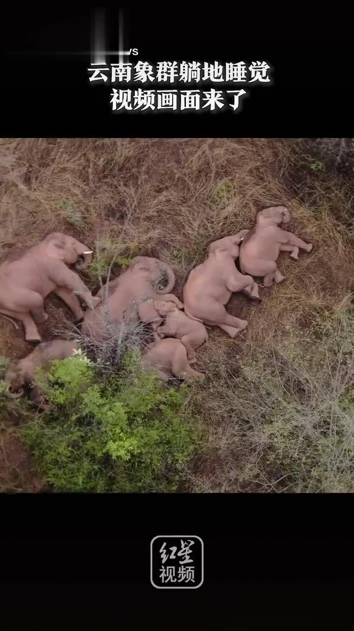 云南象群躺地睡觉,小象挤在大象中间,醒来后的样子也太可爱了!