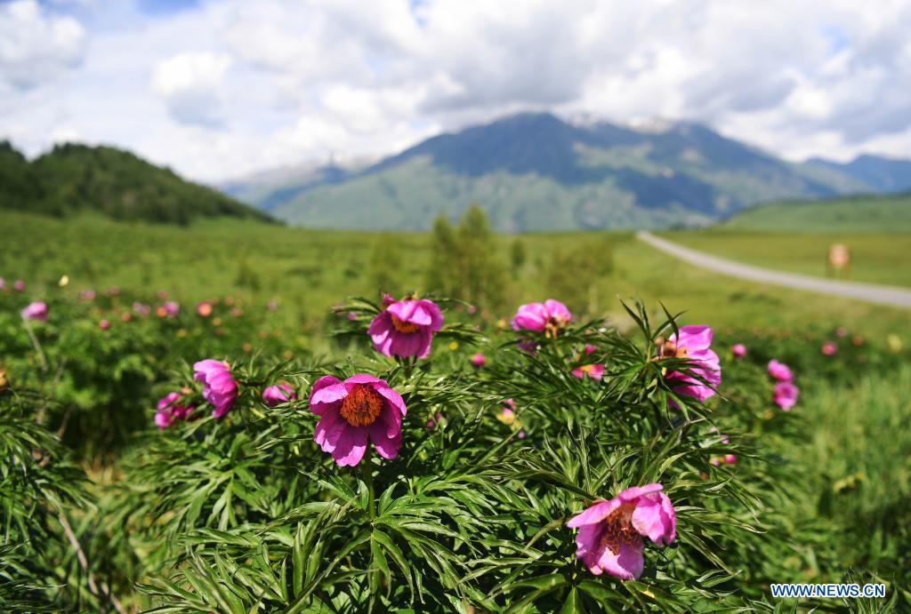 Photo taken on June 9, 2021 shows scenery in Hemu Village of Kanas, northwest China's Xinjiang Uygur Autonomous Region. (Xinhua/Sadat)