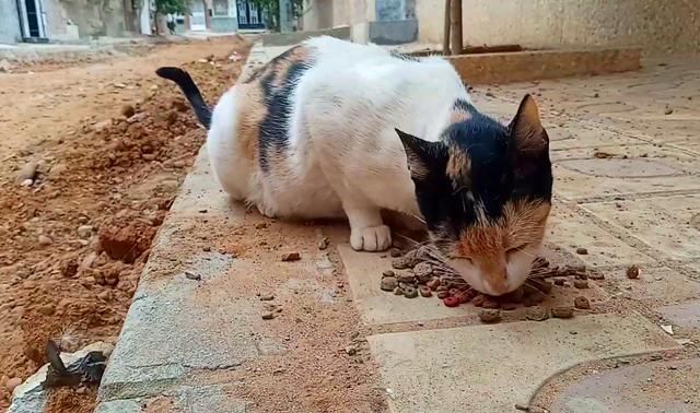 怀孕母猫路边讨食,却只趴在男子脚上求带走,无奈被拒绝:不敢养休闲区蓝鸢梦想 - Www.slyday.coM 怀孕母猫路边讨食,却只趴在男子脚上求带走,无奈被拒绝:不敢养休闲区蓝鸢梦想 - Www.slyday.coM