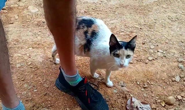 怀孕母猫路边讨食,却只趴在男子脚上求带走,无奈被拒绝:不敢养休闲区蓝鸢梦想 - Www.slyday.coM 怀孕母猫路边讨食,却只趴在男子脚上求带走,无奈被拒绝:不敢养休闲区蓝鸢梦想 - Www.slyday.coM