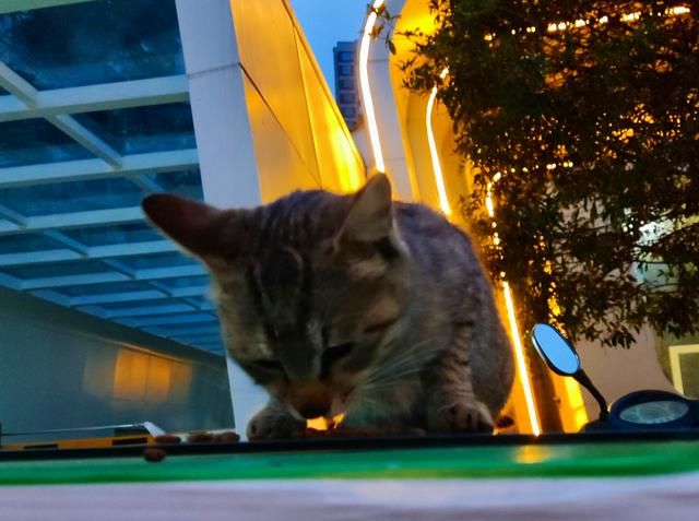 怀孕母猫路边讨食,却只趴在男子脚上求带走,无奈被拒绝:不敢养休闲区蓝鸢梦想 - Www.slyday.coM 怀孕母猫路边讨食,却只趴在男子脚上求带走,无奈被拒绝:不敢养休闲区蓝鸢梦想 - Www.slyday.coM