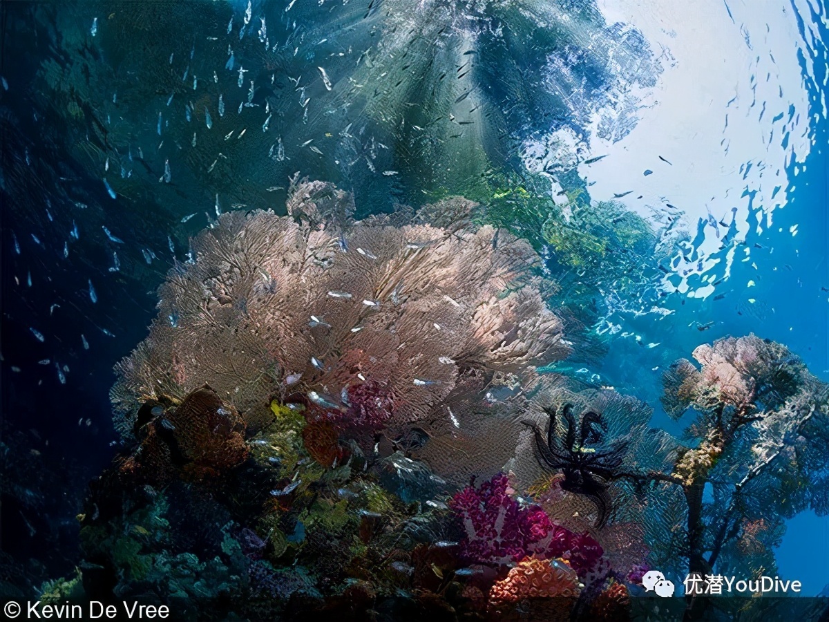 2021年联合国世界海洋日摄影大赛20张获奖作品公布(完整版)
