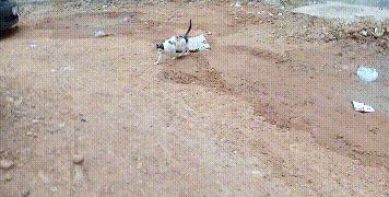 怀孕母猫路边讨食,却只趴在男子脚上求带走,无奈被拒绝:不敢养休闲区蓝鸢梦想 - Www.slyday.coM 怀孕母猫路边讨食,却只趴在男子脚上求带走,无奈被拒绝:不敢养休闲区蓝鸢梦想 - Www.slyday.coM