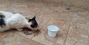 怀孕母猫路边讨食,却只趴在男子脚上求带走,无奈被拒绝:不敢养休闲区蓝鸢梦想 - Www.slyday.coM 怀孕母猫路边讨食,却只趴在男子脚上求带走,无奈被拒绝:不敢养休闲区蓝鸢梦想 - Www.slyday.coM