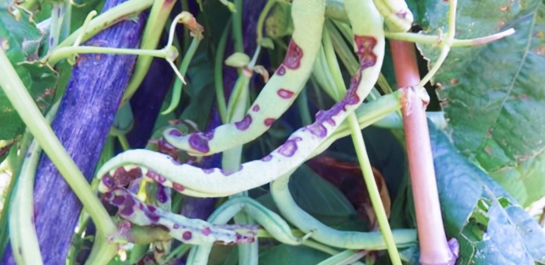 蔬菜防病嫁接方法