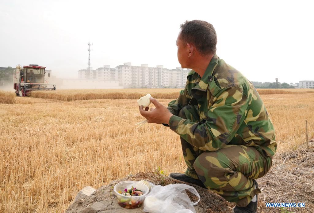 Local farmer Su Chuan has his meal in a wheat field in Nanhe District of Xingtai, north China's Hebei Province, June 8, 2021. With the summer wheat harvest underway, farmers in north China's Xingtai have been busy in the fields to reap the year's premium grains. In Xingtai, a total of 65 farmers have joined the Jinshahe specialized cooperative that provides them with technical guidance in crop harvesting. The cooperative will sell freshly harvested crops to a local noodle factory where staple products are made and sold to customers. (Xinhua/Yang Shiyao)