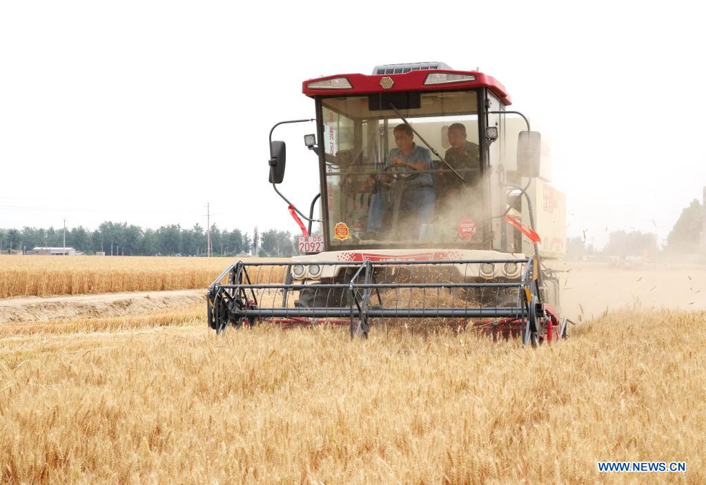 Local farmer Su Chuan (R) and his colleague drive a harvester in a wheat field in Nanhe District of Xingtai, north China's Hebei Province, June 8, 2021. With the summer wheat harvest underway, farmers in north China's Xingtai have been busy in the fields to reap the year's premium grains. In Xingtai, a total of 65 farmers have joined the Jinshahe specialized cooperative that provides them with technical guidance in crop harvesting. The cooperative will sell freshly harvested crops to a local noodle factory where staple products are made and sold to customers. (Xinhua/Yang Shiyao)