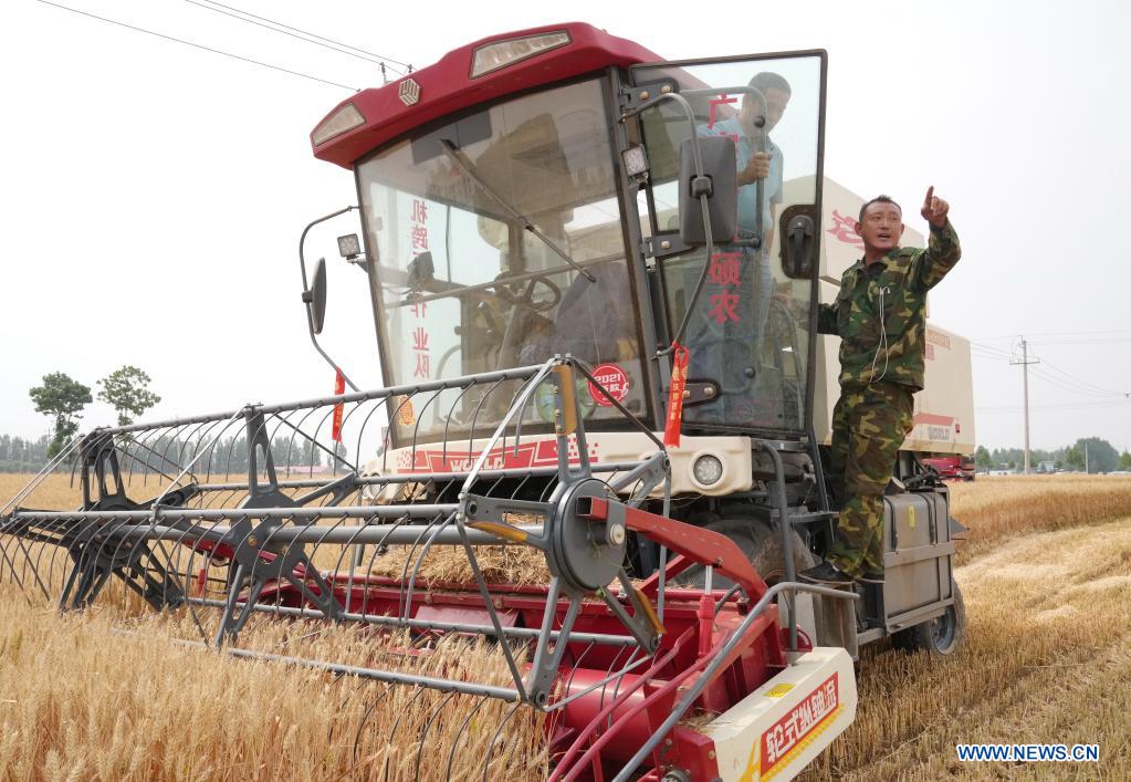 Local farmer Su Chuan (R) talks with his colleague about harvesting in a wheat field in Nanhe District of Xingtai, north China's Hebei Province, June 8, 2021. With the summer wheat harvest underway, farmers in north China's Xingtai have been busy in the fields to reap the year's premium grains. In Xingtai, a total of 65 farmers have joined the Jinshahe specialized cooperative that provides them with technical guidance in crop harvesting. The cooperative will sell freshly harvested crops to a local noodle factory where staple products are made and sold to customers. (Xinhua/Yang Shiyao)