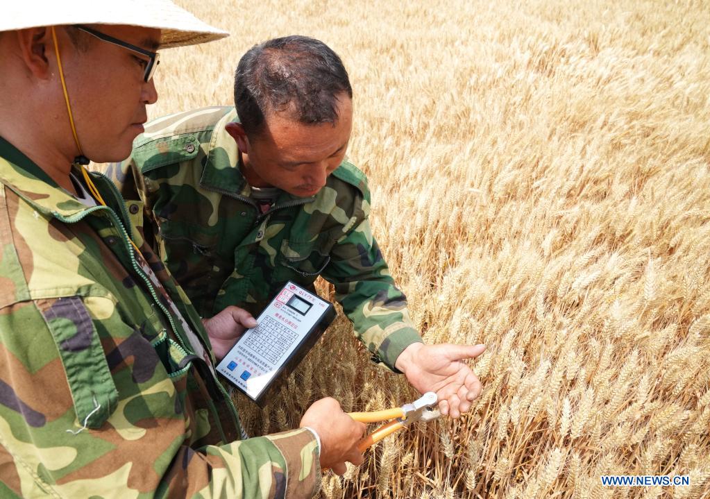 Local farmer Su Chuan (R) and his colleague conduct moisture measurement in a wheat field in Nanhe District of Xingtai, north China's Hebei Province, June 8, 2021. With the summer wheat harvest underway, farmers in north China's Xingtai have been busy in the fields to reap the year's premium grains. In Xingtai, a total of 65 farmers have joined the Jinshahe specialized cooperative that provides them with technical guidance in crop harvesting. The cooperative will sell freshly harvested crops to a local noodle factory where staple products are made and sold to customers. (Xinhua/Yang Shiyao)