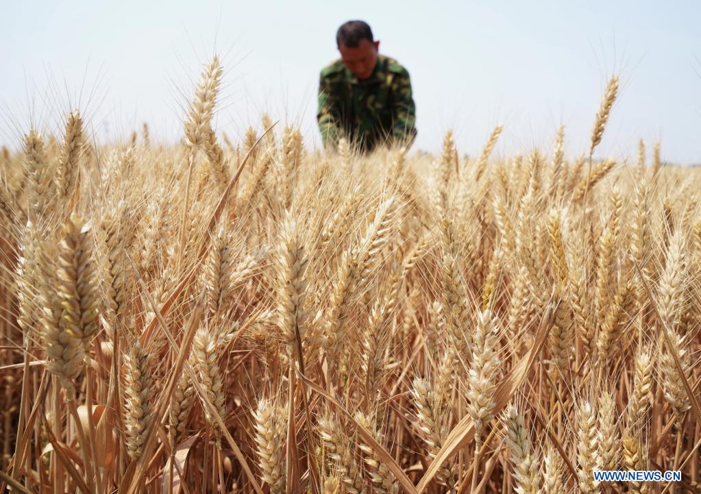 Local farmer Su Chuan checks crops in Nanhe District of Xingtai, north China's Hebei Province, June 8, 2021. With the summer wheat harvest underway, farmers in north China's Xingtai have been busy in the fields to reap the year's premium grains. In Xingtai, a total of 65 farmers have joined the Jinshahe specialized cooperative that provides them with technical guidance in crop harvesting. The cooperative will sell freshly harvested crops to a local noodle factory where staple products are made and sold to customers. (Xinhua/Yang Shiyao)