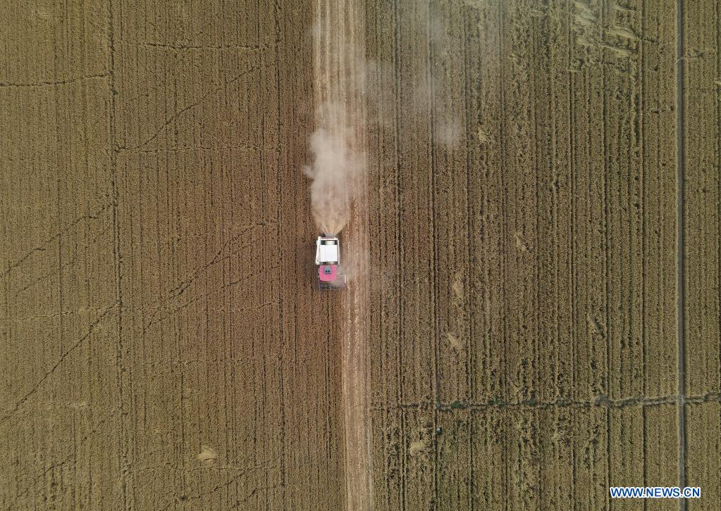 Aerial photo shows a harvester working in a wheat field in Nanhe District of Xingtai, north China's Hebei Province, June 8, 2021. With the summer wheat harvest underway, farmers in north China's Xingtai have been busy in the fields to reap the year's premium grains. In Xingtai, a total of 65 farmers have joined the Jinshahe specialized cooperative that provides them with technical guidance in crop harvesting. The cooperative will sell freshly harvested crops to a local noodle factory where staple products are made and sold to customers. (Xinhua/Jin Haoyuan)