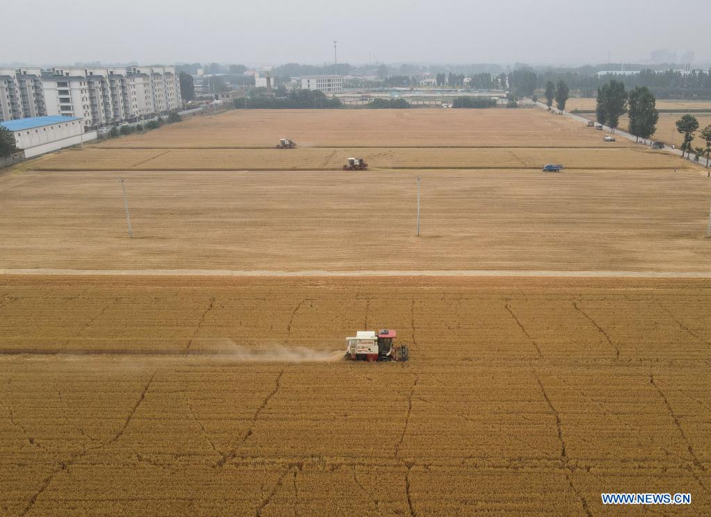 Aerial photo shows harvesters working in a wheat field in Nanhe District of Xingtai, north China's Hebei Province, June 9, 2021. With the summer wheat harvest underway, farmers in north China's Xingtai have been busy in the fields to reap the year's premium grains. In Xingtai, a total of 65 farmers have joined the Jinshahe specialized cooperative that provides them with technical guidance in crop harvesting. The cooperative will sell freshly harvested crops to a local noodle factory where staple products are made and sold to customers. (Xinhua/Yang Shiyao)