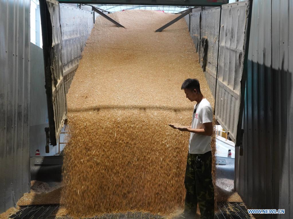 A staff member checks the quality of wheat grains at a local noodle factory in Xingtai, north China's Hebei Province, June 9, 2021. With the summer wheat harvest underway, farmers in north China's Xingtai have been busy in the fields to reap the year's premium grains. In Xingtai, a total of 65 farmers have joined the Jinshahe specialized cooperative that provides them with technical guidance in crop harvesting. The cooperative will sell freshly harvested crops to a local noodle factory where staple products are made and sold to customers. (Xinhua/Jin Haoyuan)