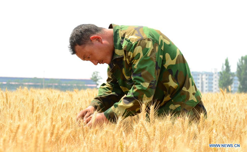Local farmer Su Chuan checks wheat crops in Nanhe District of Xingtai, north China's Hebei Province, June 8, 2021. With the summer wheat harvest underway, farmers in north China's Xingtai have been busy in the fields to reap the year's premium grains. In Xingtai, a total of 65 farmers have joined the Jinshahe specialized cooperative that provides them with technical guidance in crop harvesting. The cooperative will sell freshly harvested crops to a local noodle factory where staple products are made and sold to customers. (Xinhua/Jin Haoyuan)